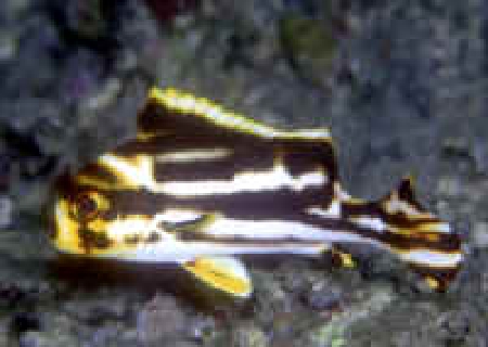  Plectorhinchus vittatus (Oriental Sweetlips)